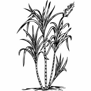 DataLife Engine > Версия для печати > Раскраска камыш