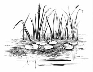 DataLife Engine > Версия для печати > Камыши рисунок карандашом