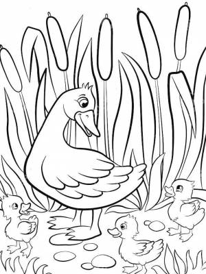 Раскраски Камыш   в формате