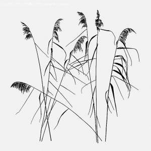 Камыш осенью