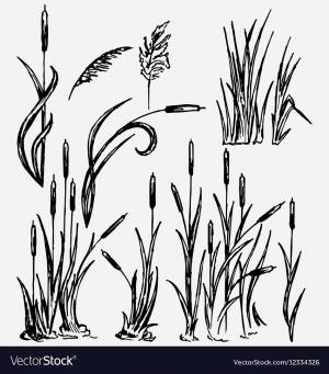Камыши рисунок карандашом