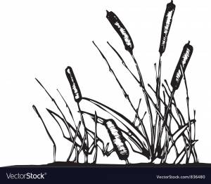 DataLife Engine > Версия для печати > Раскраска камыш