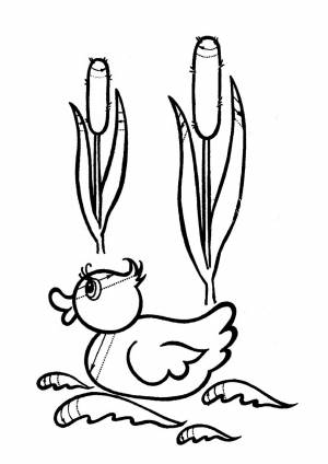 Раскраска камыш