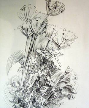 Цветущий камыш