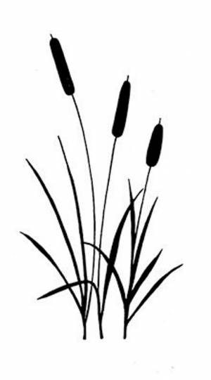 Раскраска камыш