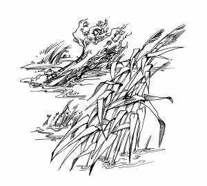 Раскраска камыш