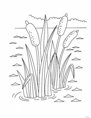 Камыш рисунок для детей