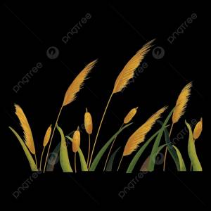 камыш Png элемент PNG , Ручная роспись тростника, элемент Png, Свободный элемент PNG картинки и пнг PSD рисунок для й загрузки