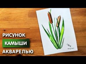 Как нарисовать камыши карандашом и акварелью начинающим