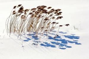 Осенний камыш