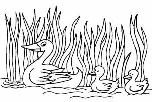 Раскраски камыш, Раскраска Утка с утятами в камышах Домашние животные