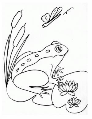 Раскраска Камыш