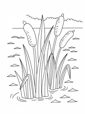 Раскраски Камыш   в формате