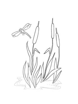 Раскраски Камыш