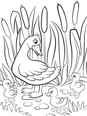 Раскраски Камыш