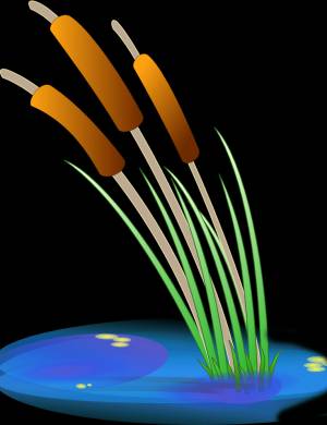 Раскраска Камыш