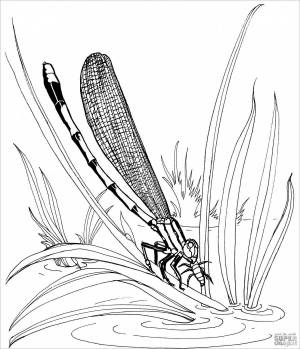 Раскраски Камыши для детей
