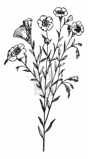 Лен рисунок для детей