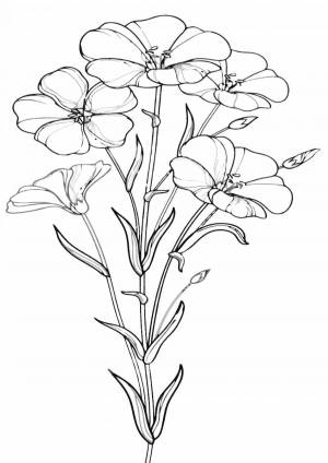 Раскраски Лен