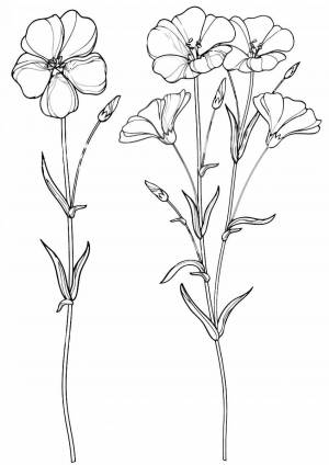 Раскраски Лен