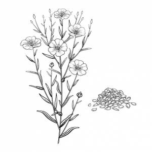 Лен Изображения