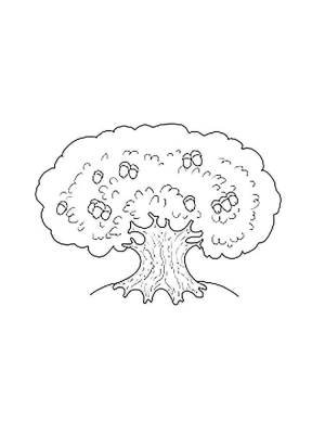 Раскраска Дуб