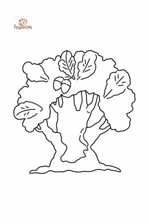 Раскраска дуб