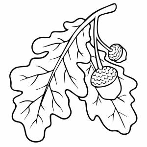 Листья дуба