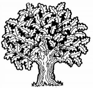 Картинка раскраска дуб