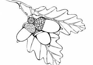 Раскраска Веточка дуба с желудем