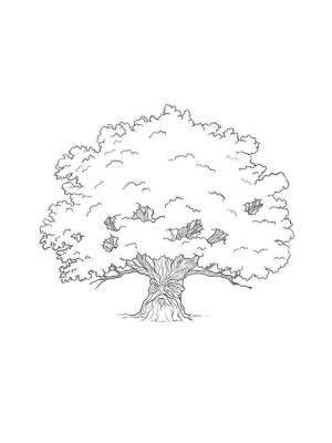 Раскраска Дуб