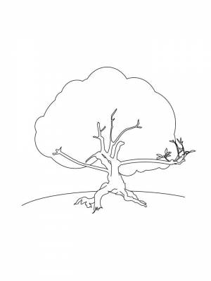 Раскраска Дуб  онлайн