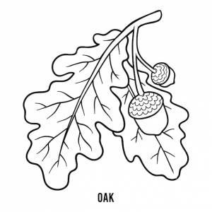 Книжка-раскраска для детей, дубовая ветка