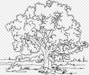 Книжка-раскраска Дерево Дуб Взрослый, дерево, ребенок, лист, текст png