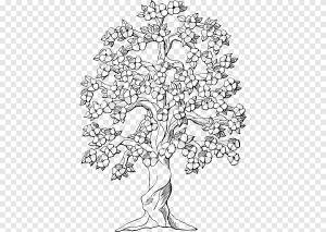 Книжка-раскраска Раскраски Дерево Дуб Ствол, поедание эскиза винограда, белый, ребенок png