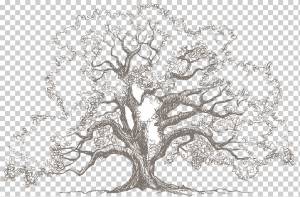 Рисунок дуба Эскиз, дерево, акварель, карандаш, лист png