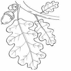 Раскраска Лист Дуба