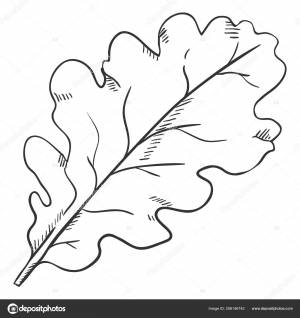 Векторный Чёрный Рисунок Лист Дуба Векторное изображение ©nikiteev 206146742