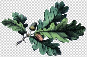 Рисунок Дуба, Белый Дуб, Английский Дуб, Ветвь, Желудь, Лист, Quercus Suber, Болотный Испанский Дуб png