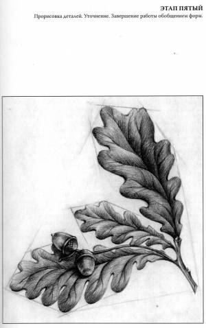 Дубовый лист рисунок карандашом