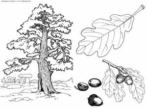 Картинки по запросу дуб раскраска