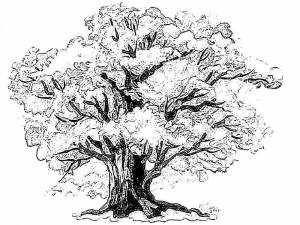 Картинка раскраска дуб