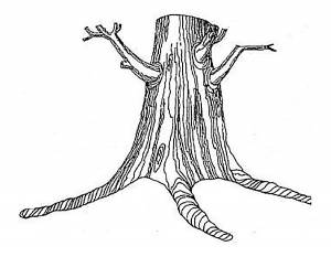 Раскраска дуб