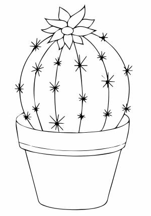 Кактус в горшке