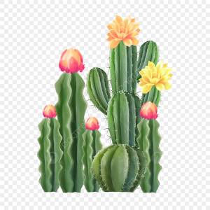 Кактус акварель цветущее растение PNG , акварель, Цветочный, цветок кактуса PNG картинки и пнг PSD рисунок для й загрузки