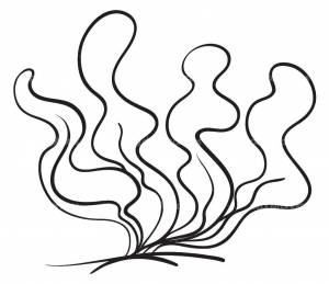 Раскраски водоросли, Раскраска Водоросли Океан