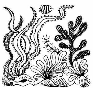 Раскраска Водоросли