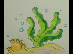 Как нарисовать водоросли
