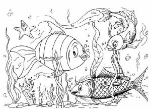 Раскраска Водоросли