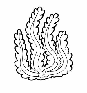 Водоросли раскраска